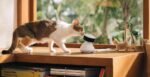 Scout Smart Camera