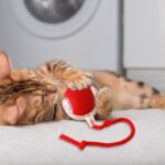 Active Rolling Ball with Tail for Cats