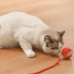 Active Rolling Ball with Tail for Cats - Image 3